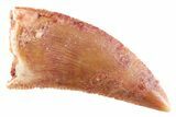Serrated Raptor Tooth - Real Dinosaur Tooth #364805-1